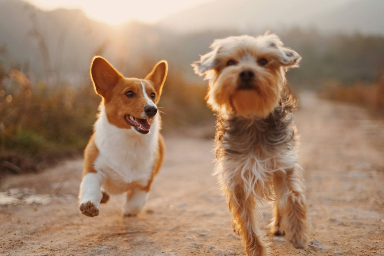 Adopting an older dog: tell me the truth