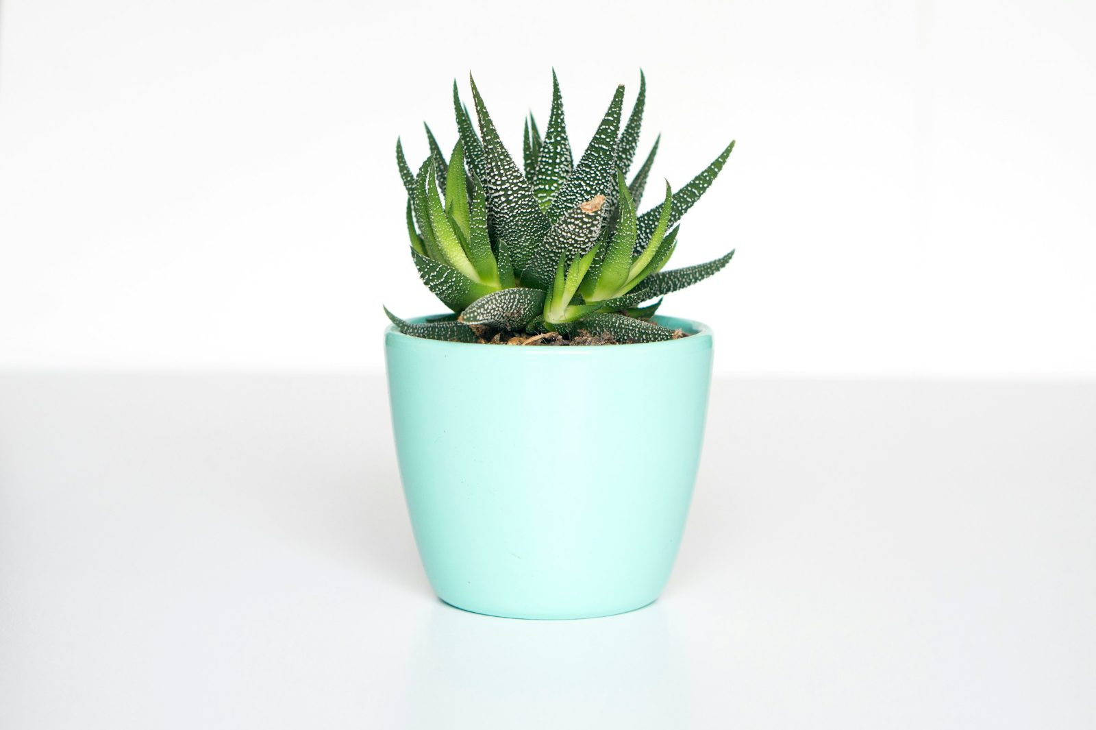 My houseplants keep dying. Diagnose me.