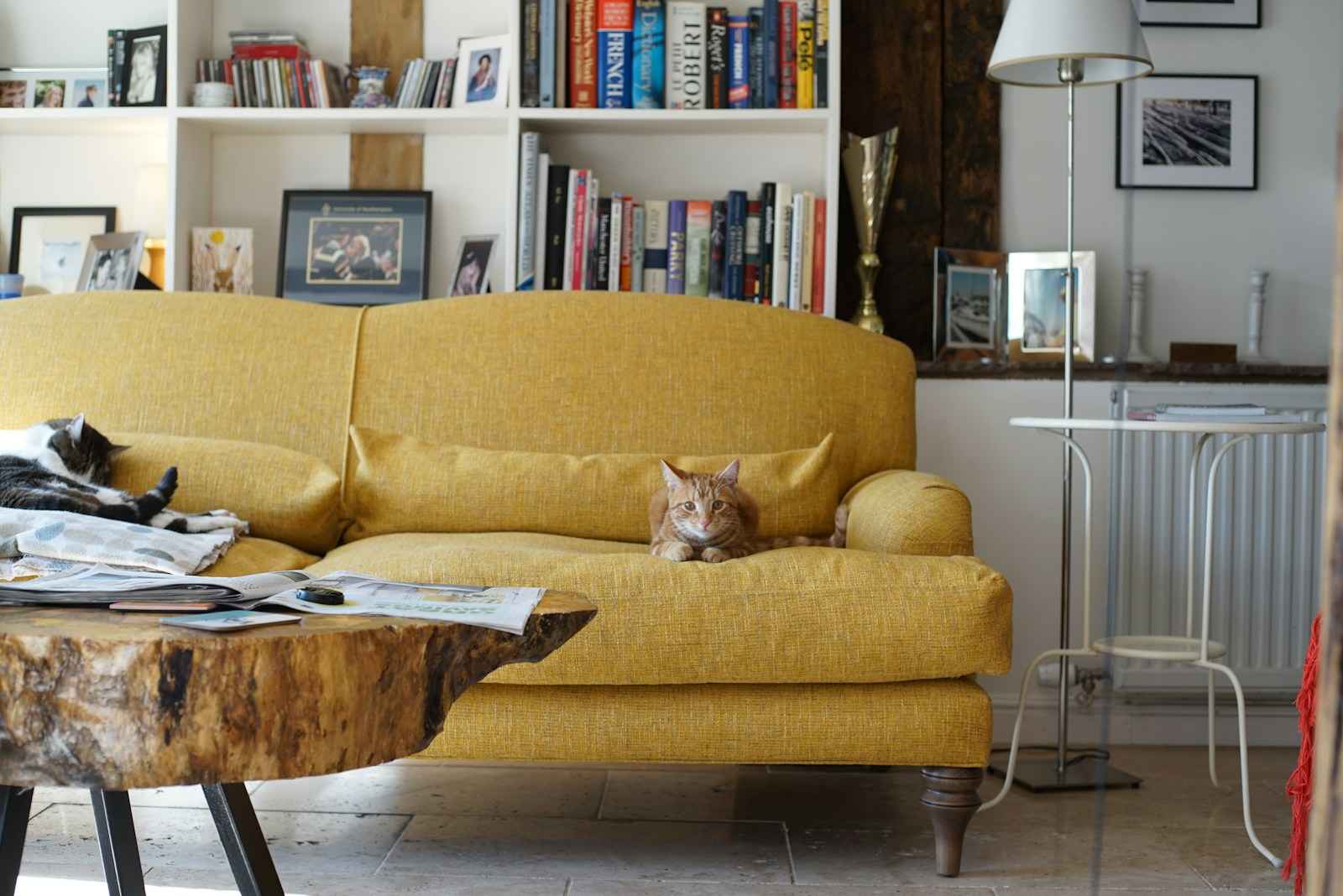 My cat has opinions about the furniture